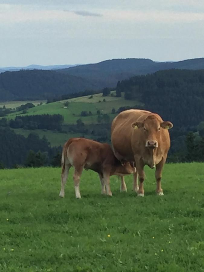 Ferienwohnung Stremme Willingen  Esterno foto
